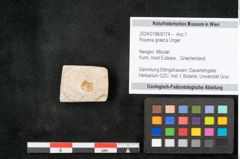 Foto (Objekt + Etikett) von Royena graeca Unger (NHMW-GEO-2024-0188-8174)